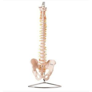 Coluna Vertebral Flexível