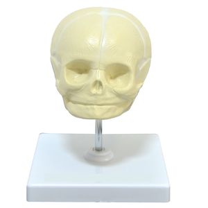 Modelo Crânio Fetal