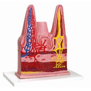 Vilosidades Intestinais
