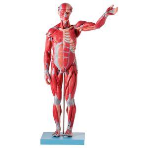 Manequim Muscular de 78 cm Assexuado com Órgãos Internos em 27 Partes