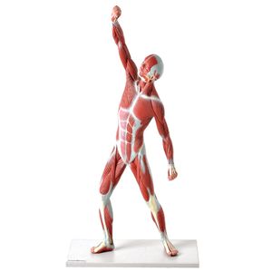 Manequim Muscular de 50cm