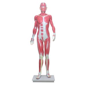 Modelo Muscular Assexuado 170cm com 33 Partes
