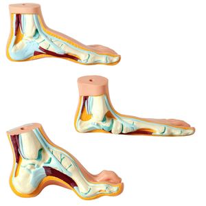 Pés - Normal, Chato e Curvo - Anatomic