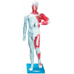 Sistema Muscular e Linfático