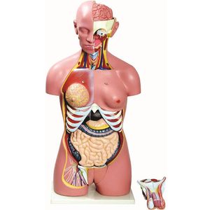 Torso Bissexual  85cm com 24 Partes