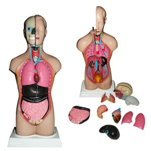 Torso Bissexual -  42cm com 14 Partes