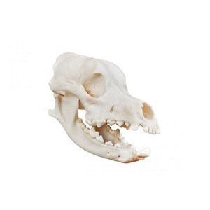 Modelo Anatômico de Crânio de Cachorro em Tamanho Natural