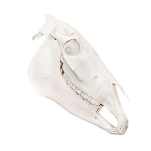 Modelo Anatômico de Crânio de Cavalo em Tamanho Natural