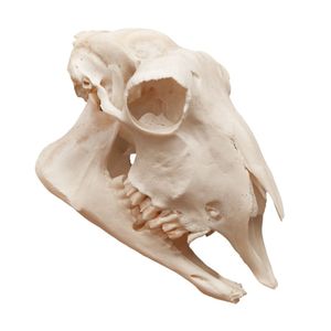 Modelo Anatômico de Crânio de Ovelha em Tamanho Natural