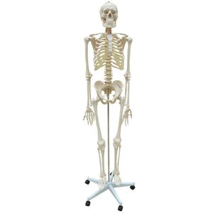 Esqueleto 168cm c/ Coluna Flexível c/ Suporte e Base c/ Rodas