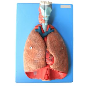 Sistema Respiratório e Cardiovascular Luxo em 7 Partes