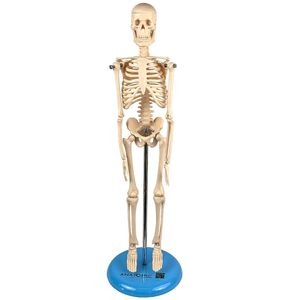 Modelo de Esqueleto 45cm