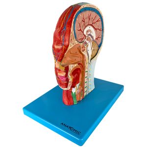 Metade da Cabeça com Musculatura em Corte Sagital