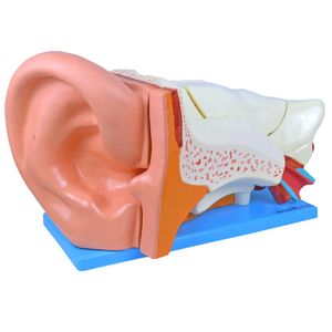 Ouvido Ampliado com 06 Partes