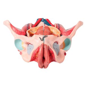 Pelve Feminina Clássica com Músculos e Órgão Genital em 4 Partes