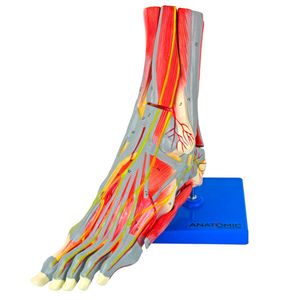 Pé Muscular c/ Principais Vasos e Nervos em 9 Partes