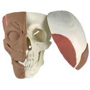 Crânio com Músculos Faciais
