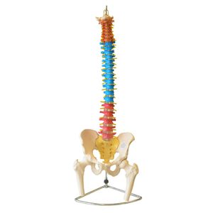 Coluna Vertebral Colorida em Tamanho Natural