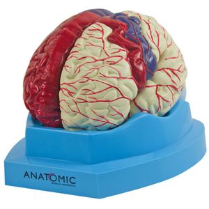 Cérebro com regiões Neuro-Funcionais em 8 Partes