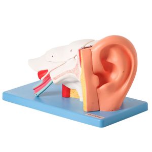 Ouvido Ampliado e Numerado em 6 Partes
