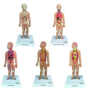 Conjunto de Pranchas para Iniciação ao Estudo Anatômico dos Principais Sistemas do Corpo Humano