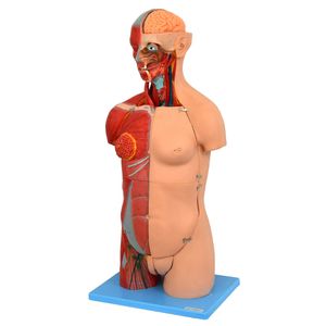 Torso Luxo 85 cm Bissexual com Coluna Exposta em 32 partes