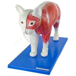Anatomia do Gato