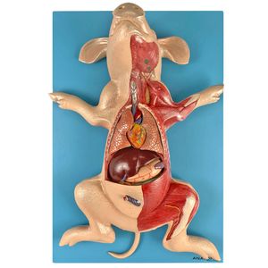 Anatomia do Porco em Placa