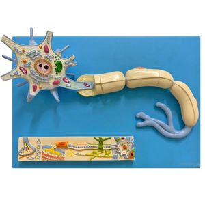 Sistema de Fisiologia dos Nervos