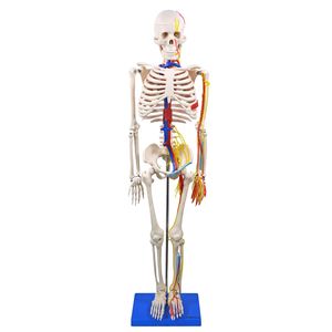 Modelo Anatômico Esqueleto Humano c/ Nervos e Vasos Sanguíneos 85 cm