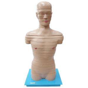 Torso em Disco Corte Axial em 20 Partes