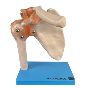 Articulação do Ombro com Ligamentos