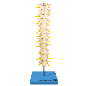Coluna Vertebral Torácica