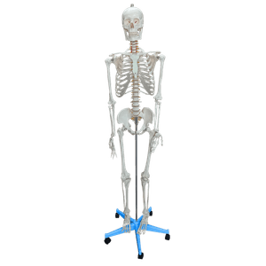 Esqueleto Padrão 170cm com Suporte e Base com Rodas