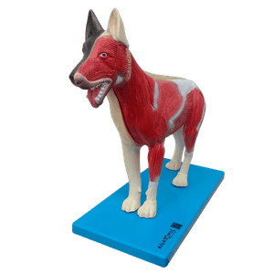 Anatomia do Cachorro