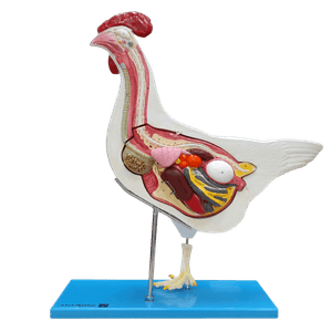 Anatomia da Galinha