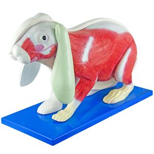 Anatomia do Coelho