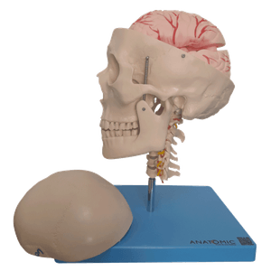 Crânio com Coluna Cervical e Cérebro 13 Partes