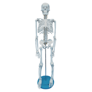 Modelo de Esqueleto 85cm